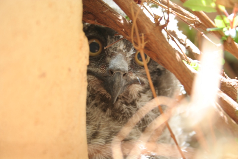 Poyuelo de Hibou